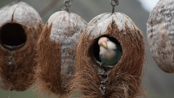 Bird Parrot Nest wallpaper