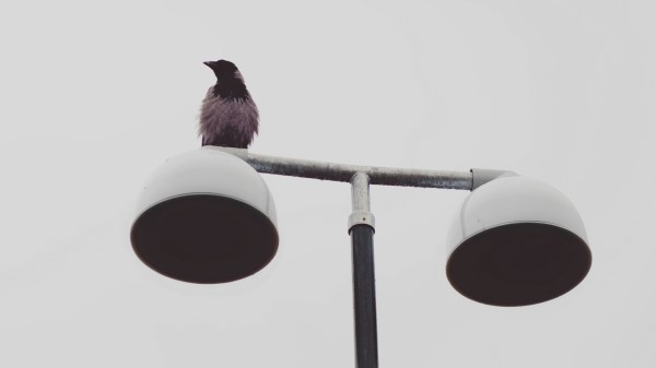 Bird Raven Lantern Wallpaper