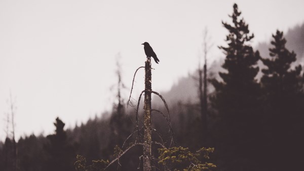 Bird Tree Gloomy wallpaper