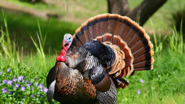 Bird Turkey Feathers wallpaper