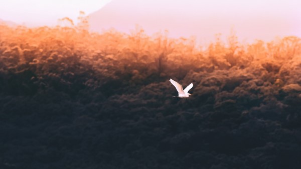 Bird White Flight Wallpaper