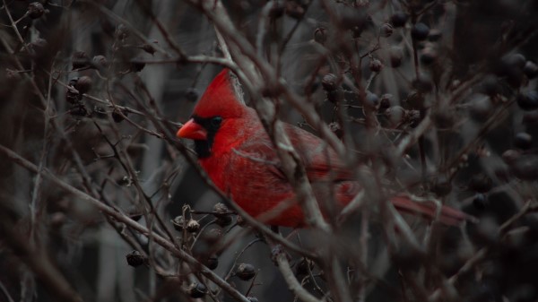 Cardinal Bird Branches Wallpaper