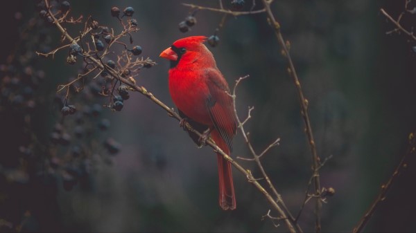 Cardinal Red Bird wallpaper