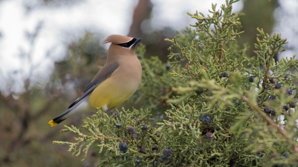 Cedar Waxwing Waxwing Bird Wallpaper