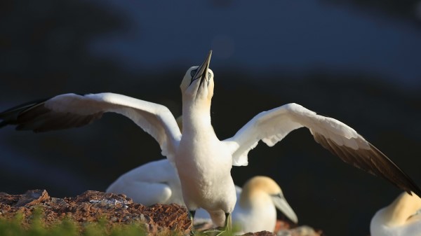 Chick Bird Blur Wallpaper