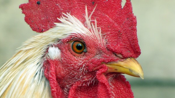 Chicken Bird Comb Beak wallpaper