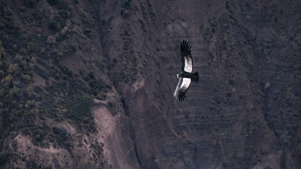 Chilean Condor Condor Bird wallpaper