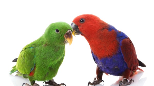 Couple Parrots Love Male Female White Background wallpaper