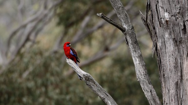 Crimson Rosella Rosella Parrot Wallpaper