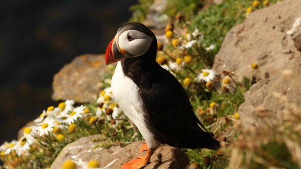 Deadlock Atlantic Bird Stones Daisies Wallpaper