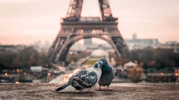 Doves Couple Eiffel Tower wallpaper
