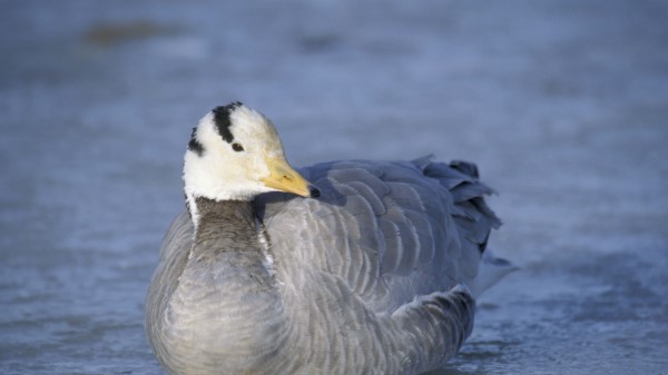 Duck Bird Feathers Winter wallpaper