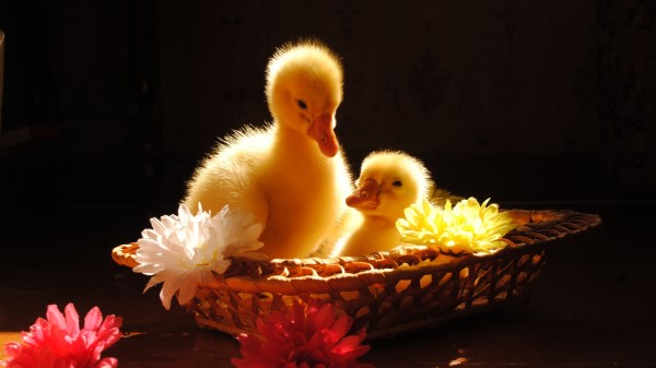 Ducks Flowers Basket Shadow Wallpaper