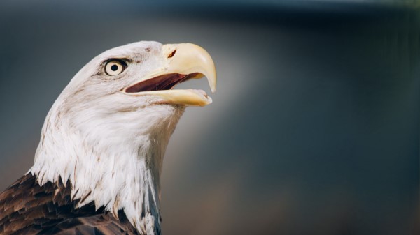 Eagle Bald Eagle Head Beak Wallpaper