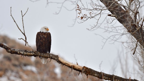 Eagle Birds Predator Wallpaper