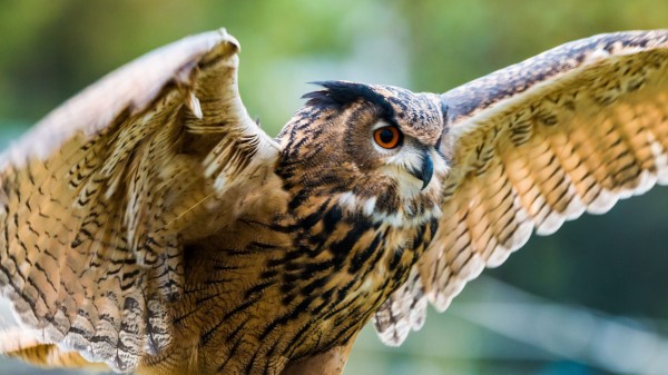 Eagle Owl Owl Bird Predator Wings Flapping wallpaper