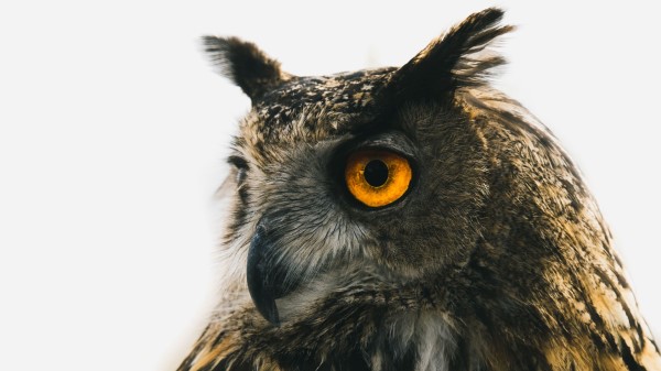 Eagle Owl Owl Predator wallpaper