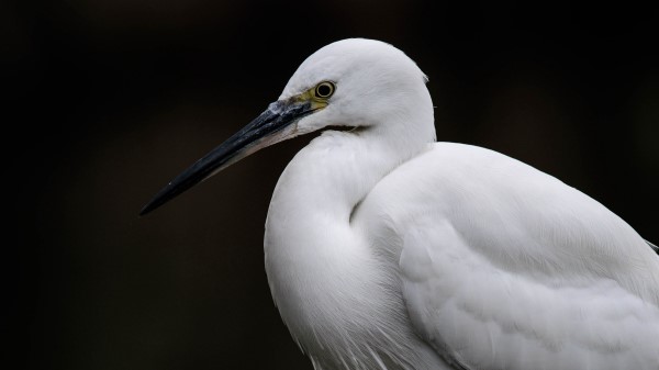 Egret White Heron Bird wallpaper