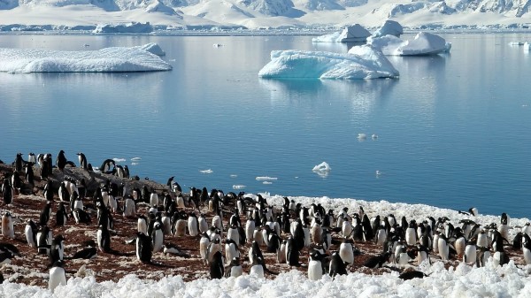 Penguins Sea Glaciers Pack North Sprin wallpaper