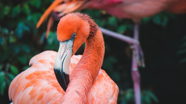 Flamingo Bird Beak Image wallpaper