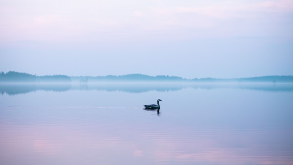 Goose Lake Fog Wallpaper
