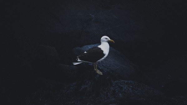 Gull Bird Dark Background wallpaper
