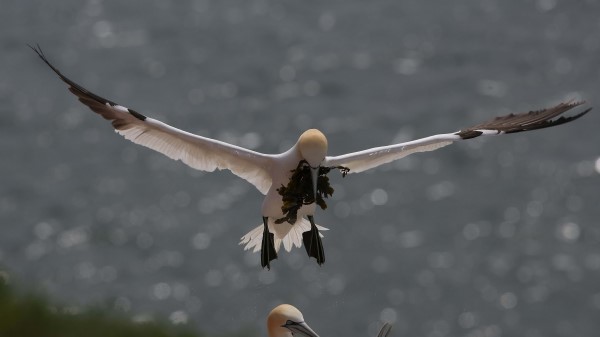 Gull Nest Alga Wallpaper