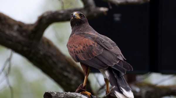 Hawk Bird Predator Image Wallpaper