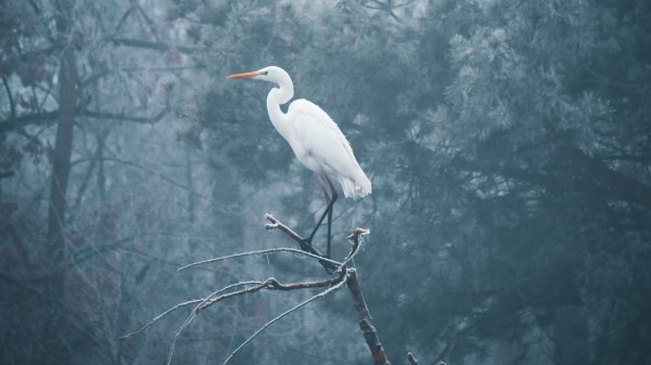 Heron Bird Branch Wallpaper