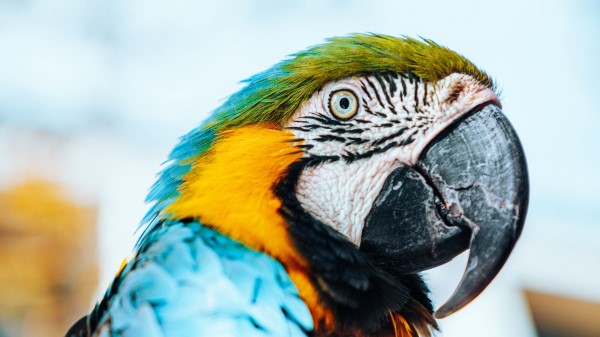 Macaw Parrot Bird Picture Wallpaper