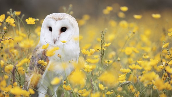 Owl Barn Owl Bird Predator Wallpaper