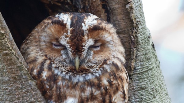 Owl Bird Dream Wallpaper