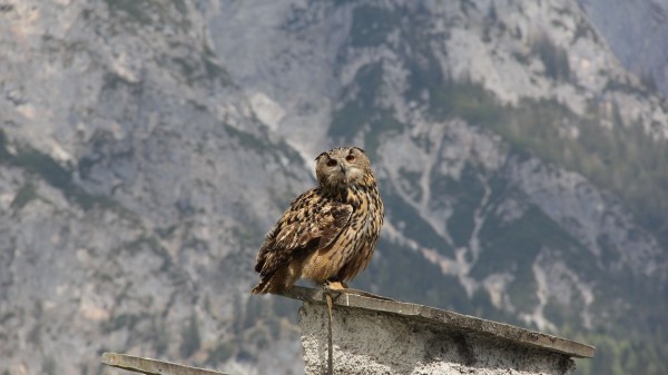 Owl Bird Predator Roof Sit Wallpaper