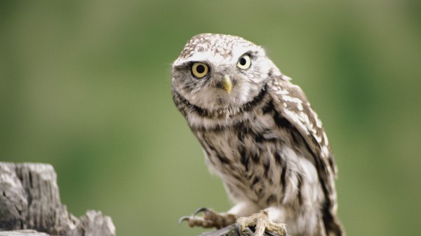 Owl Branch Bird Predato Wallpaper