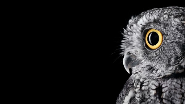 Owl Hd Wallpaper