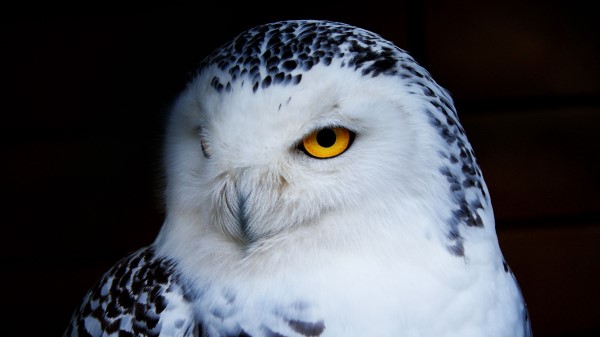 Owl Polar Owl Bird Predator Wallpaper