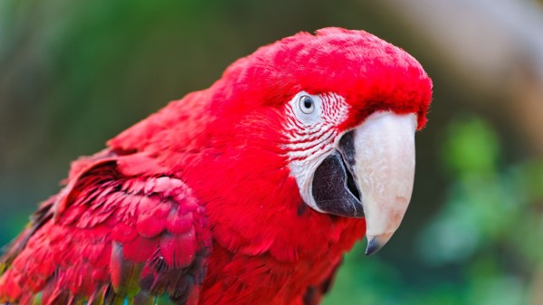 Parrot Beak Color Red wallpaper