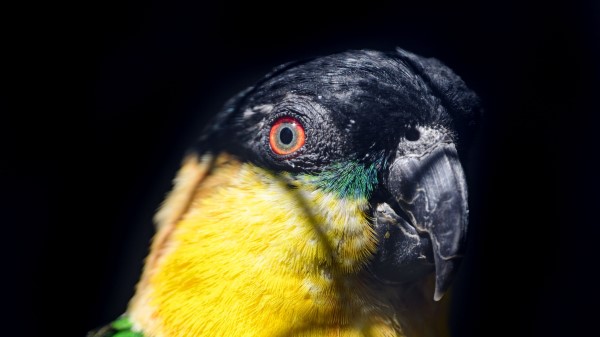 Parrot Bird Bright Image Wallpaper