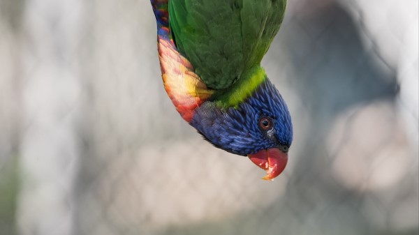 Parrot Bird Feathers Wallpaper