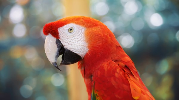 Parrot Color Blur Wallpaper