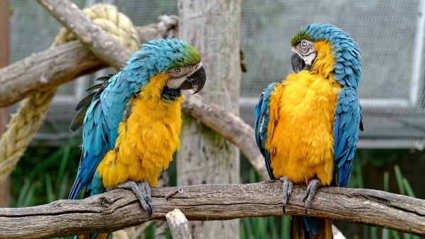 Parrots Couple Birds Zoo Wallpaper