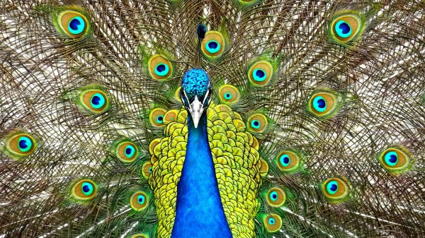 Peafowl Blue Peacock wallpaper