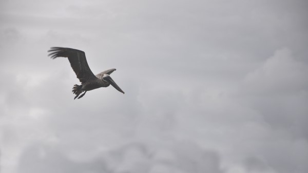 Pelican Bird Flight Clouds Wallpaper
