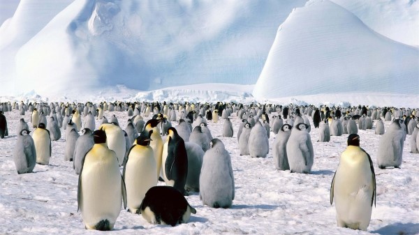 Penguins Flock North Snow Mountain Wallpaper