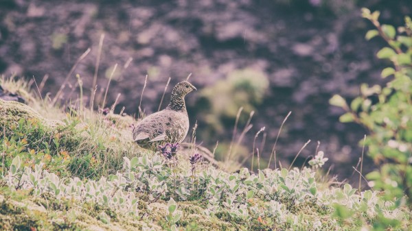 Quail Bird Spotted Grass Wallpaper