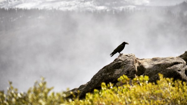 Raven Bird Grass Mountains Wallpaper