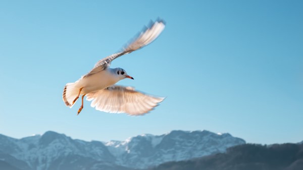 Seagull Bird Flight Image Wallpaper