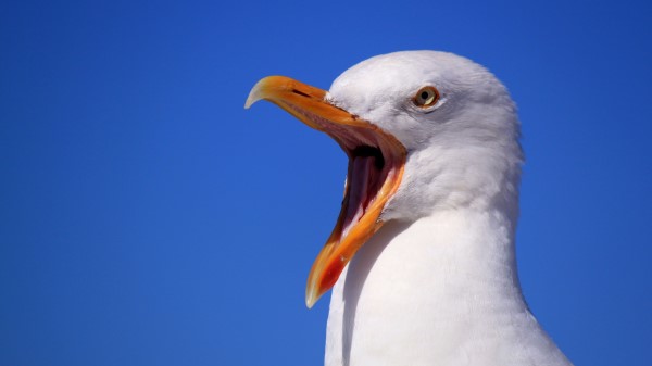 Seagull Bird Scream Beak Wallpaper