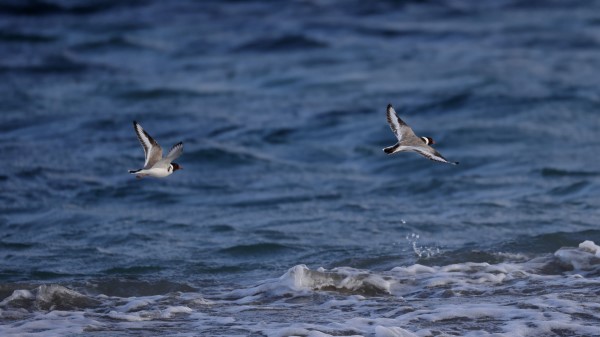 Seagull Bird Sea Wallpaper