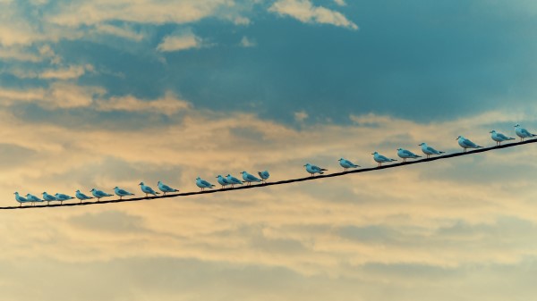 Seagulls Birds Wire Wallpaper